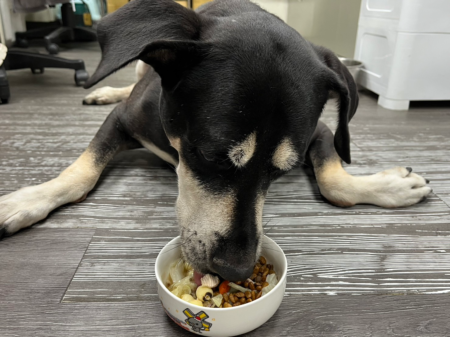 板橋動物之家公關犬「大頭」享用添加飼料的。圖／新北市政府動物保護防疫處