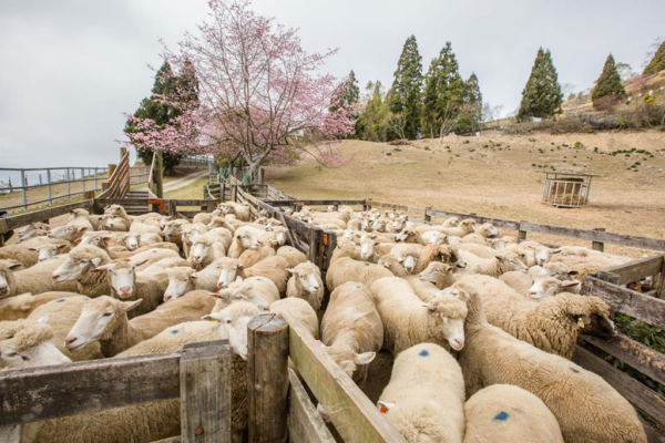 羊群牧區集結等候 年度：2019 來源：國軍退除役官兵輔導委員會