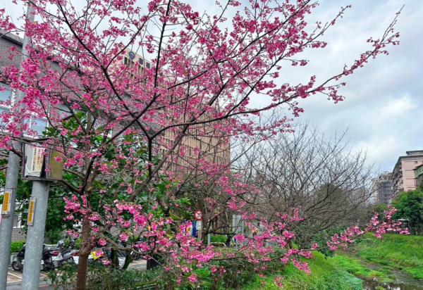 汐止區康誥坑溪旁櫻花步道溪畔兩側的山櫻花在初春搶先盛開。圖／新北市政府綠美化環境景觀處