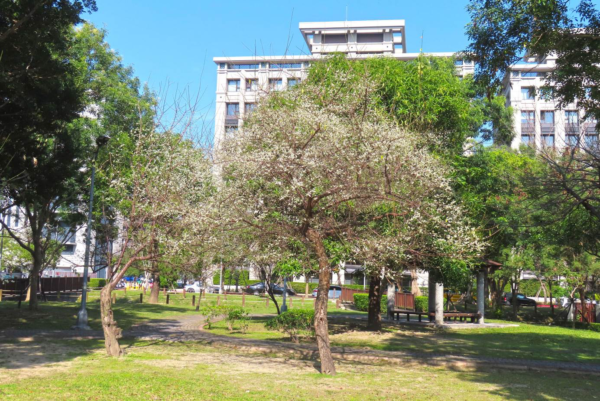 奇岩4號綠地有3、4株老梅樹。圖/臺北市政府工務局公園路燈工程管理處