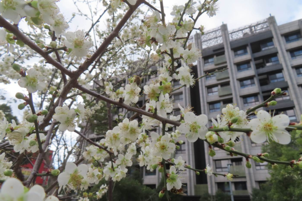 奇岩4號綠地新植梅樹也已開放。圖臺北市政府工務局公園路燈工程管理處