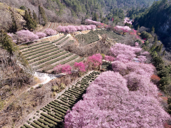 10大賞櫻區-兆豐茶園區-櫻花河流空拍 年度：2024 來源：國軍退除役官兵輔導委員會