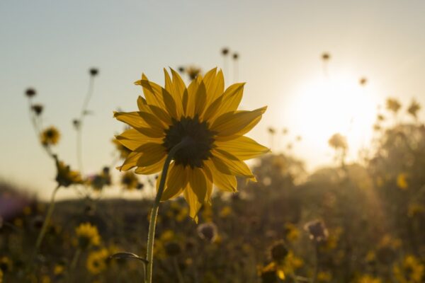 強勁的大陸冷氣團逐漸減弱，氣溫稍有回升。圖／Unsplash.com