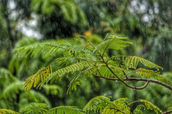鋒面接近,今(31)日苗栗以北有局部大雨發生的機率,請注意瞬間大雨、雷擊及強陣風。圖/Jay Shah