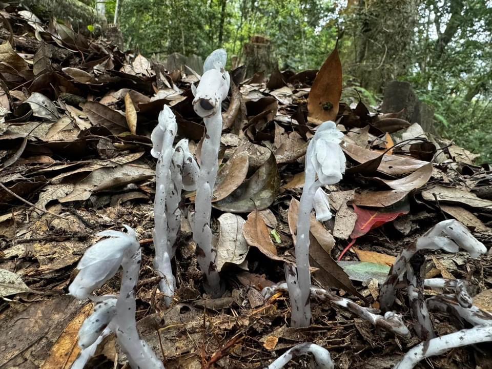 探訪大雪山森林遊樂區：水晶蘭的奇妙世界