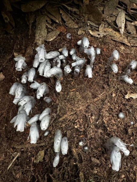 水晶蘭。圖／大雪山森林遊樂區粉專