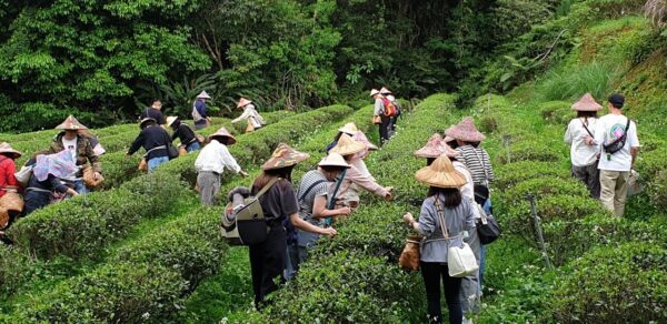 文山農場採茶體驗。圖/文山農場提供